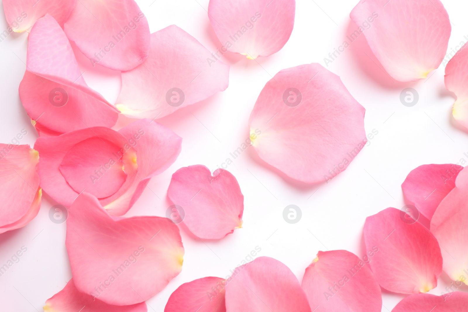 Photo of Fresh pink rose petals on white background, top view