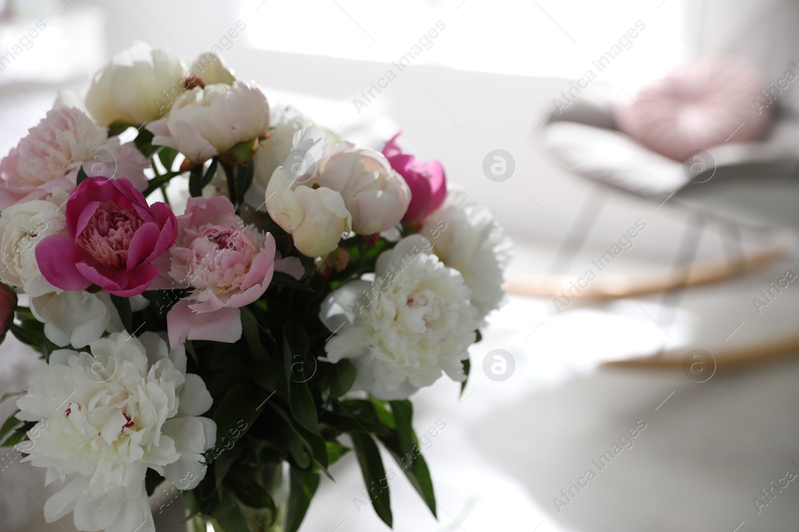 Photo of Beautiful blooming peonies against blurred background, closeup. Space for text