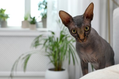 Photo of Cute sphynx cat on sofa at home, space for text