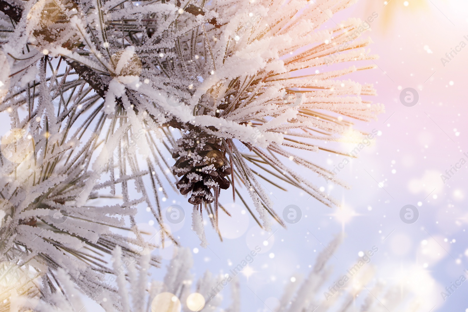 Image of Amazing winter morning. Beautiful conifer tree branch covered with snow, closeup