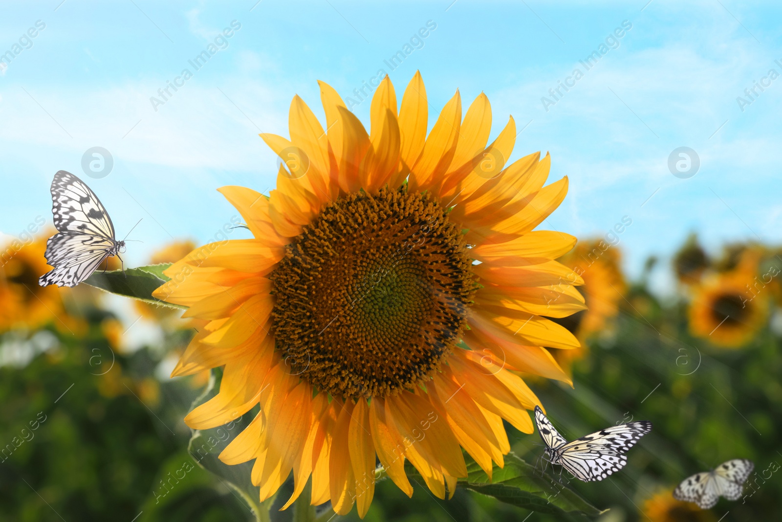 Image of Beautiful butterflies flying near sunflower in field on sunny day, closeup