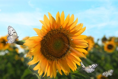 Image of Beautiful butterflies flying near sunflower in field on sunny day, closeup