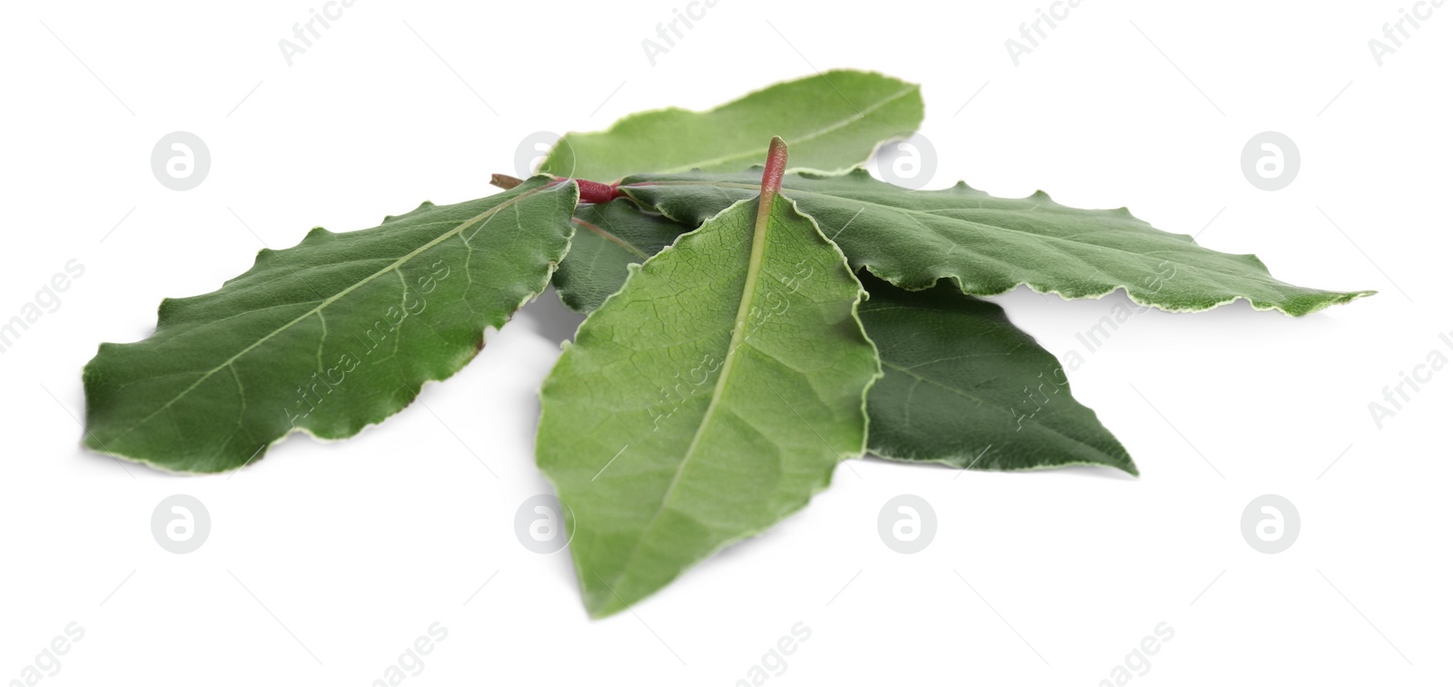 Photo of Green fresh bay leaves isolated on white