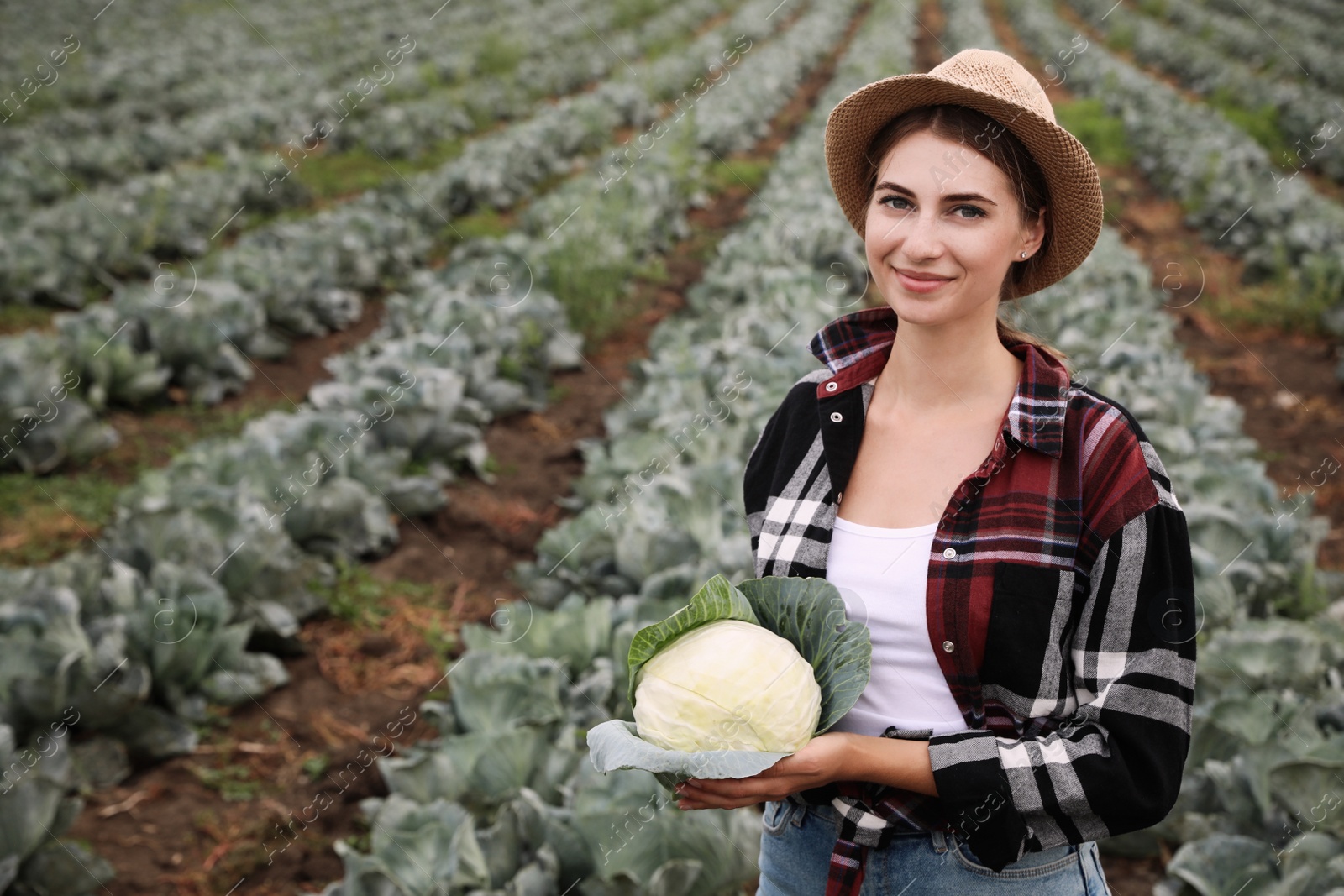 Photo of Farmer with green cabbage in field. Harvesting time