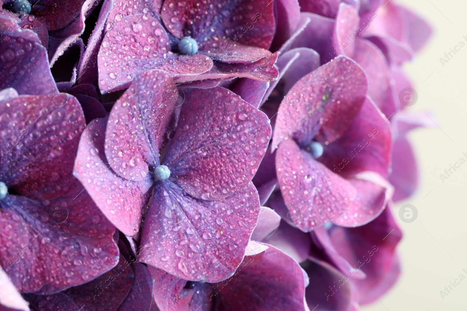 Photo of Beautiful violet hortensia flowers on light background, closeup