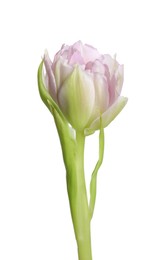 One beautiful tulip flower isolated on white