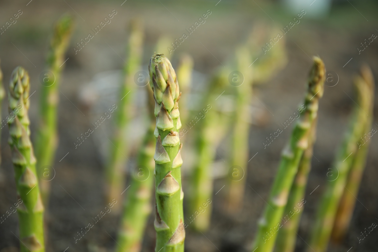 Photo of Fresh asparagus growing in field, closeup view