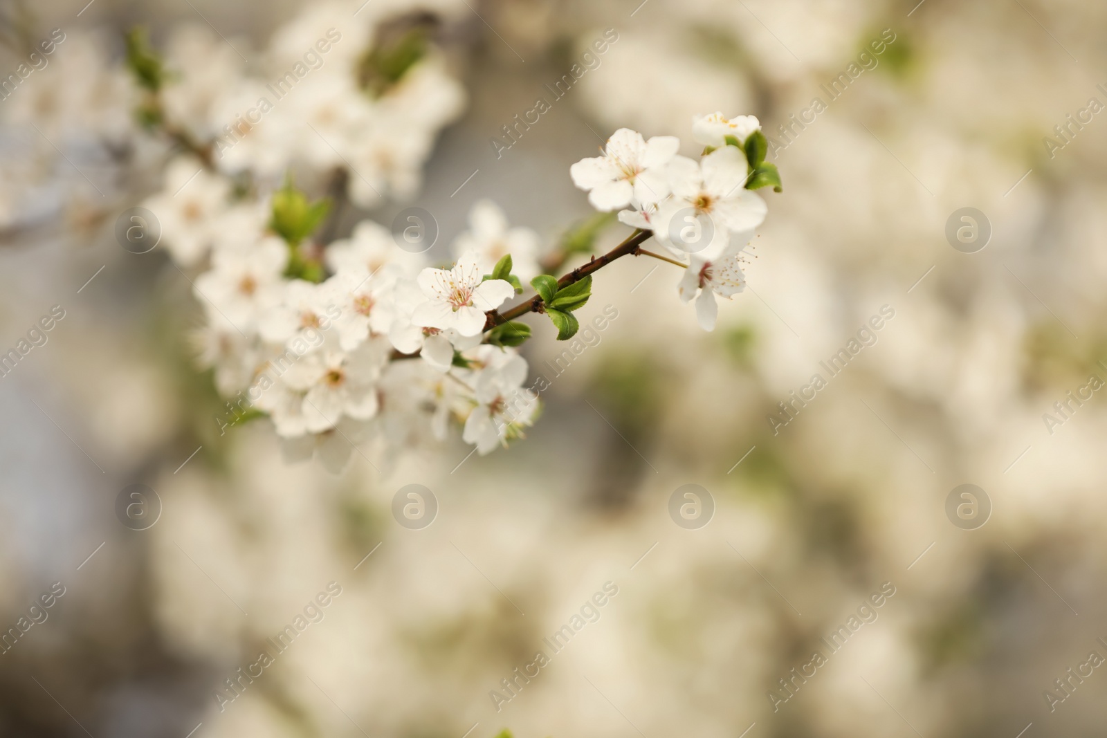 Photo of Closeup view of blossoming tree outdoors on spring day