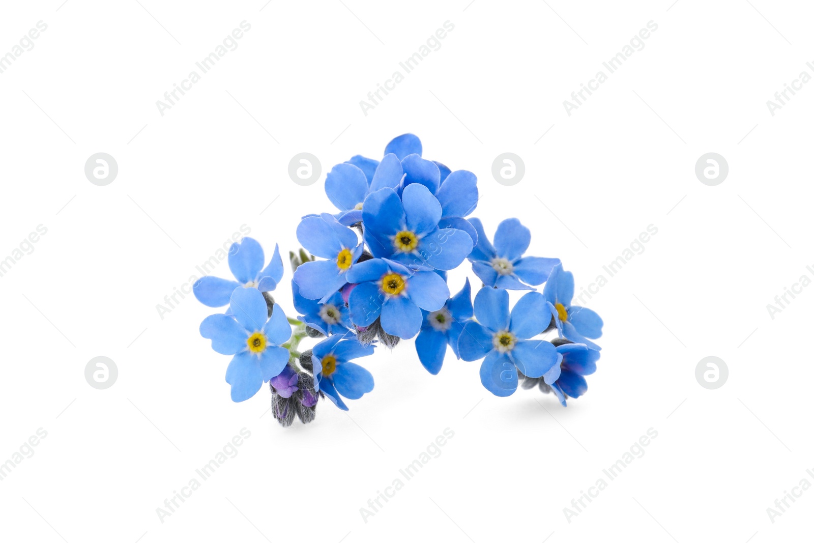 Photo of Beautiful blue Forget-me-not flowers isolated on white