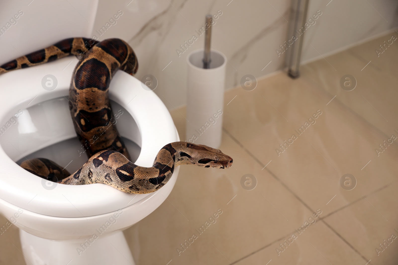 Photo of Brown boa constrictor on toilet bowl in bathroom