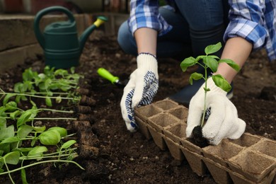 Photo of Woman transplanting seedling from container in soil outdoors, closeup