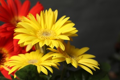Photo of Beautiful colorful gerbera flowers on blurred background, closeup. Space for text