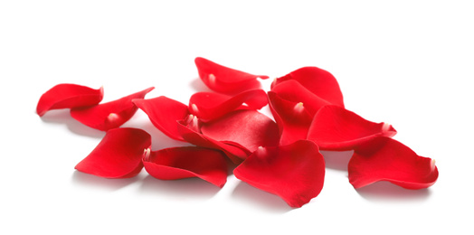 Photo of Fresh red rose petals on white background