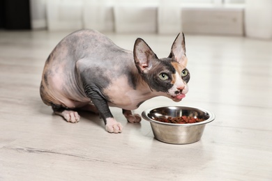 Photo of Cute sphynx cat eating dry food on floor indoors. Friendly pet