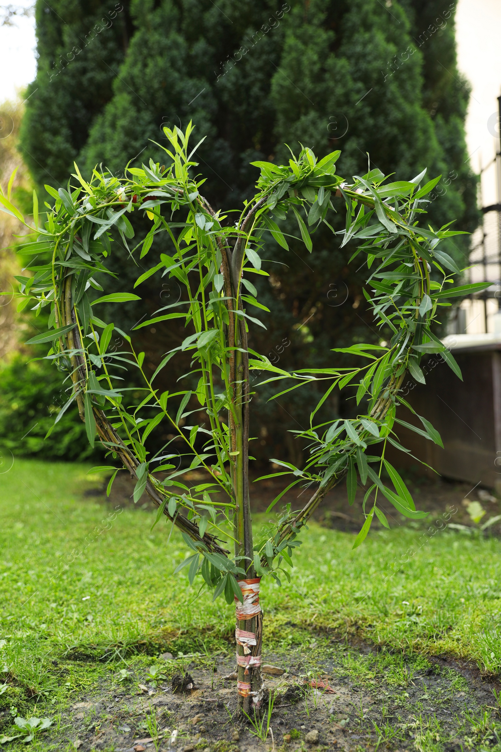 Photo of Willow tree in shape of heart growing outdoors. Gardening and landscaping