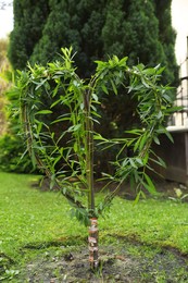 Photo of Willow tree in shape of heart growing outdoors. Gardening and landscaping