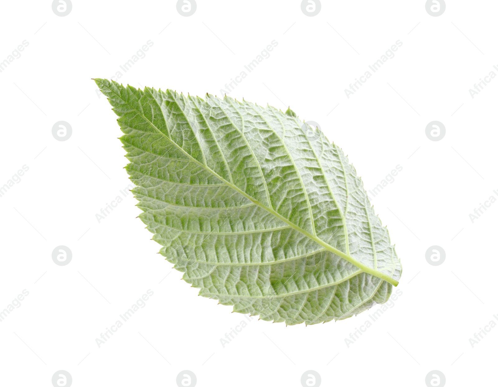 Photo of One green raspberry leaf isolated on white