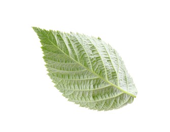 One green raspberry leaf isolated on white