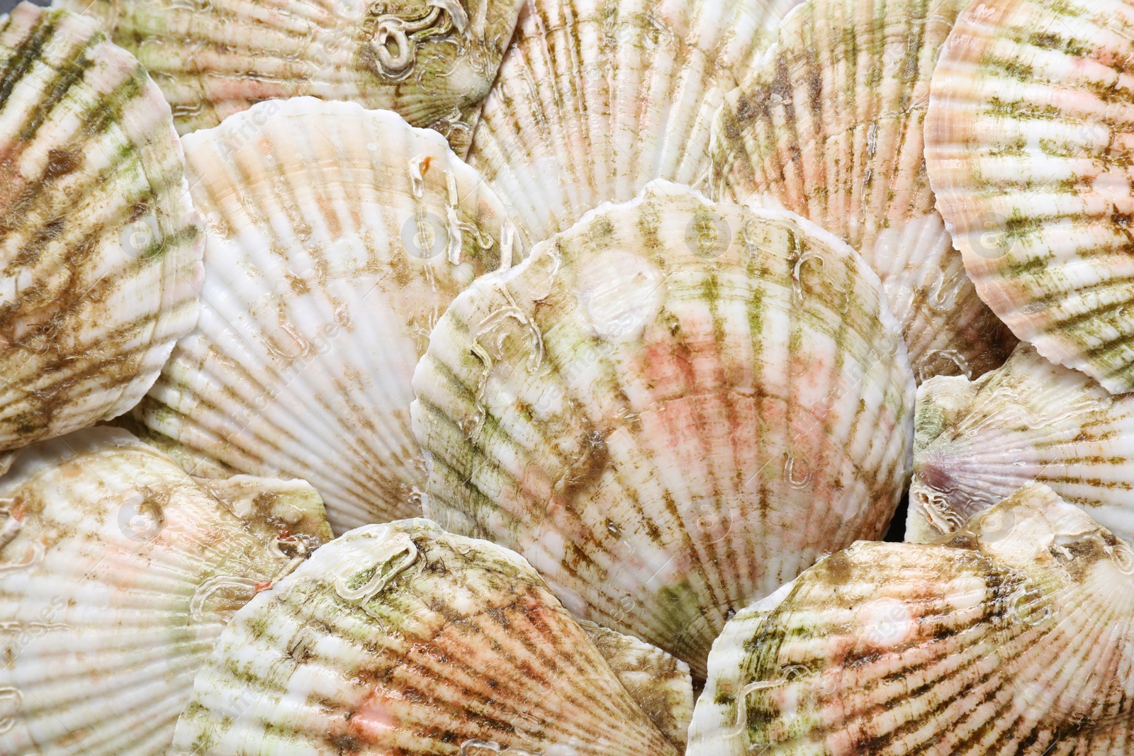 Photo of Fresh raw scallops in shells as background, top view