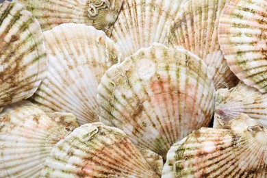 Photo of Fresh raw scallops in shells as background, top view