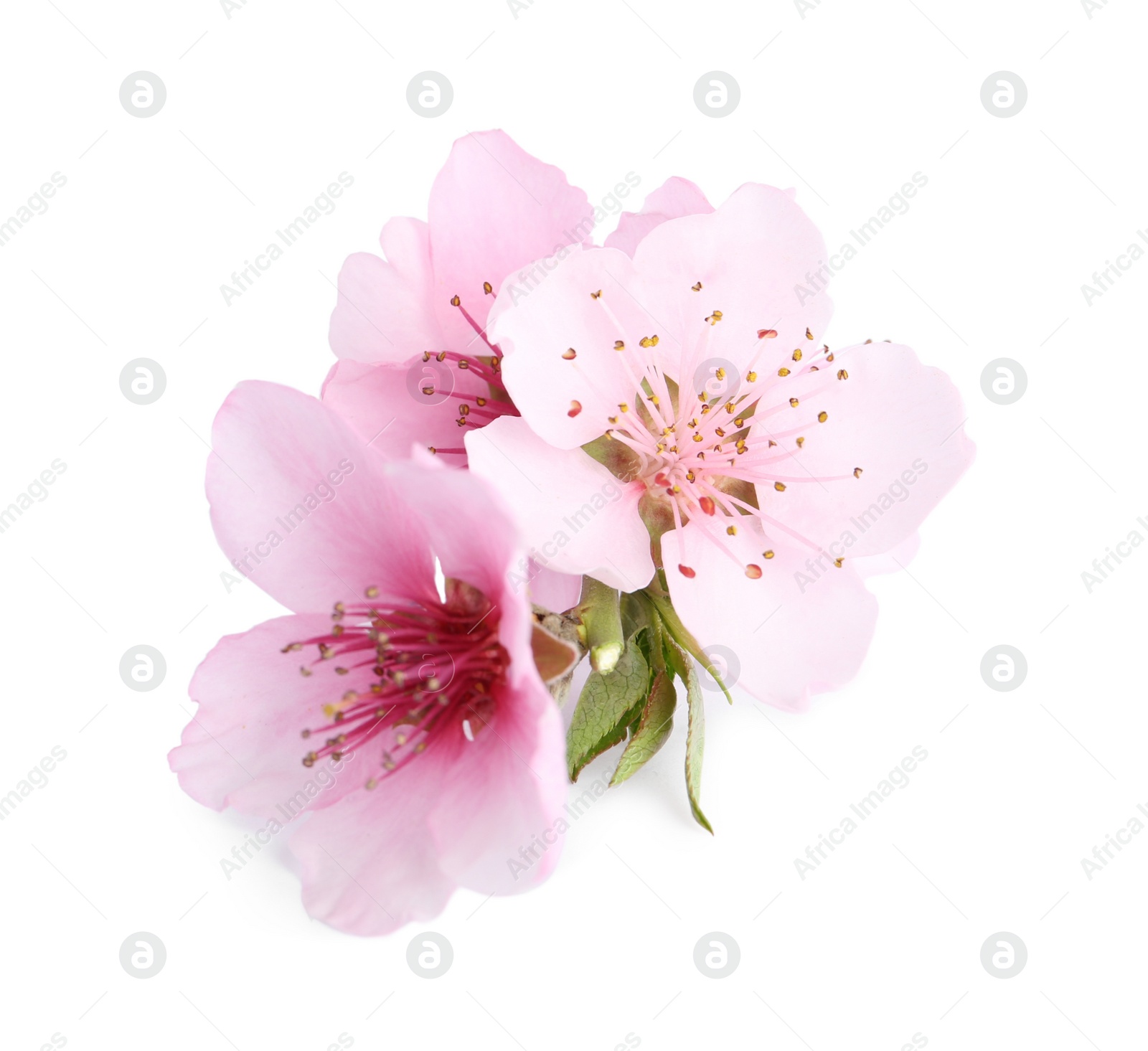 Photo of Beautiful tree blossom isolated on white. Spring season