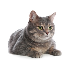 Photo of Cute gray tabby cat on white background. Lovely pet