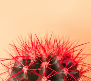 Beautiful cactus, closeup