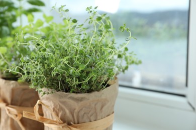 Fresh potted thyme and other herbs on windowsill indoors, closeup. Space for text