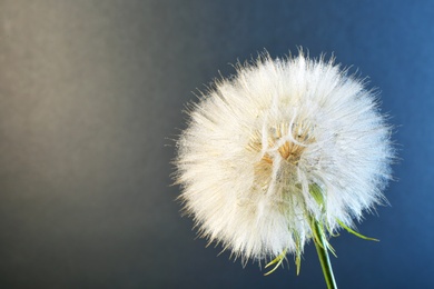 Photo of White dandelion seed head on color background