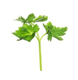 Photo of Fresh green organic parsley on white background