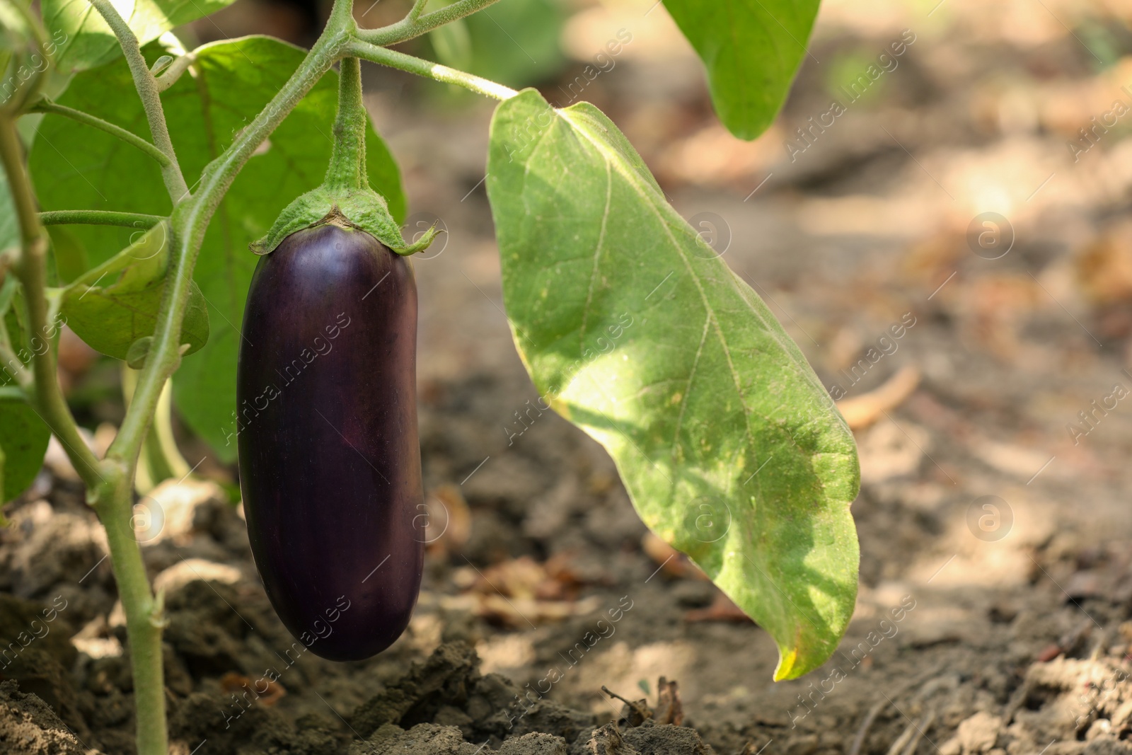 Photo of One ripe eggplant growing on stem outdoors, space for text