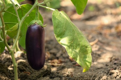 One ripe eggplant growing on stem outdoors, space for text