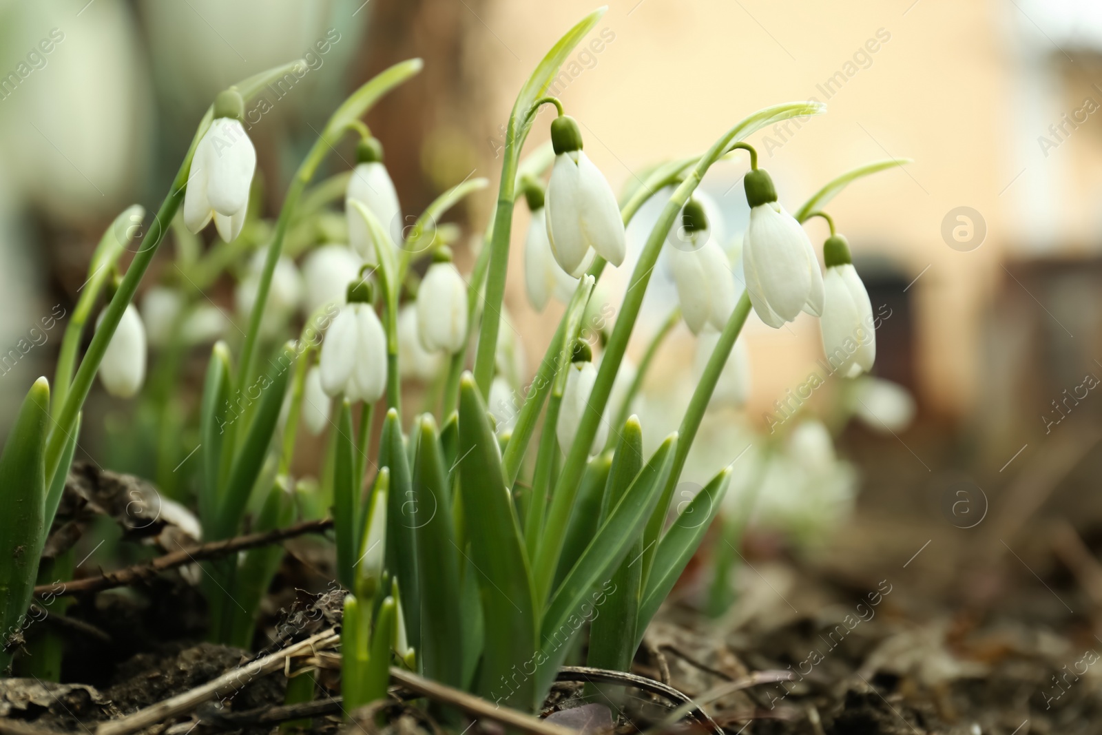 Photo of Fresh blooming snowdrop flowers growing in soil outdoors