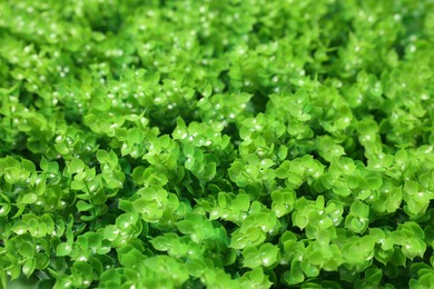 Photo of Green artificial plants as background, closeup view