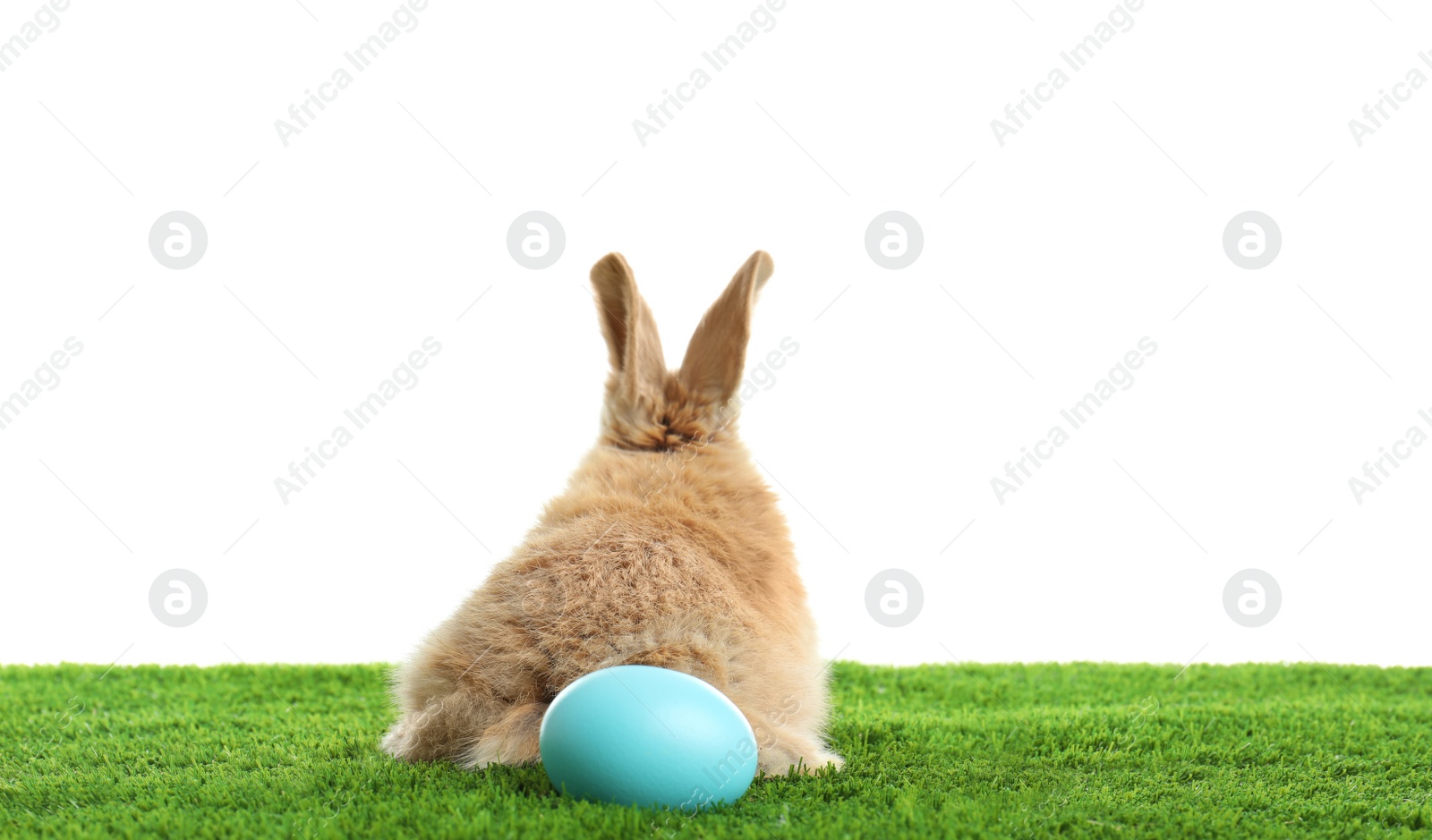 Photo of Adorable furry Easter bunny and dyed egg on green grass against white background, space for text