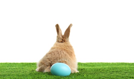 Photo of Adorable furry Easter bunny and dyed egg on green grass against white background, space for text