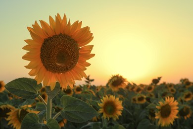 Sunflower growing in field outdoors, space for text