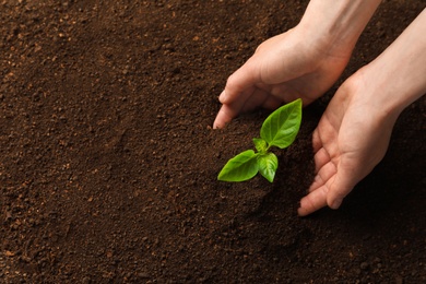 Woman with young seedling in soil, top view. Space for text