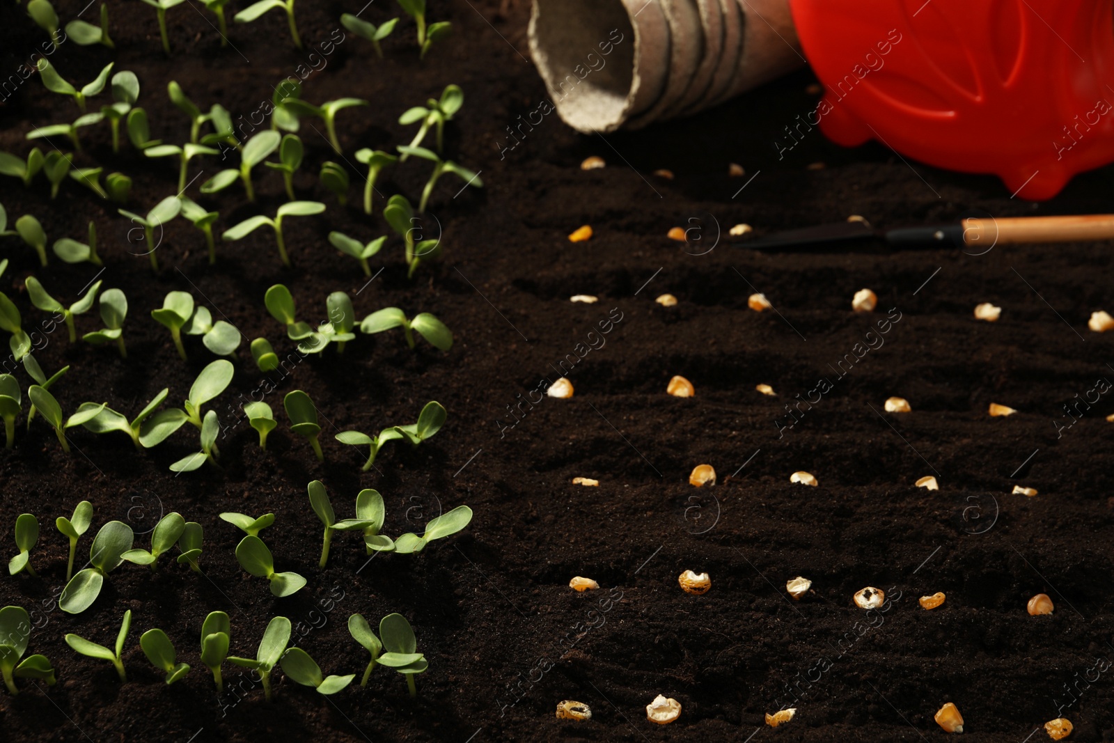 Photo of Gardening tools, corn seeds and vegetable seedlings in fertile soil