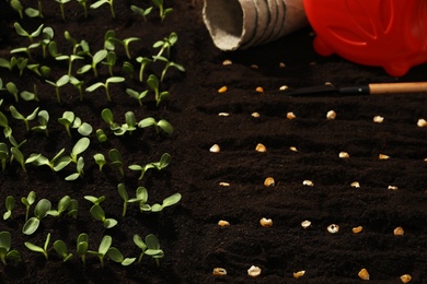 Photo of Gardening tools, corn seeds and vegetable seedlings in fertile soil