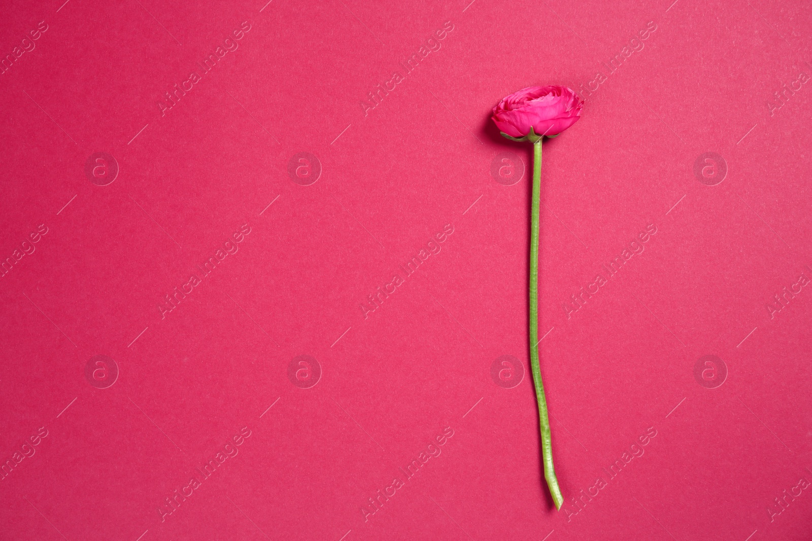 Photo of Beautiful ranunculus flower on color background