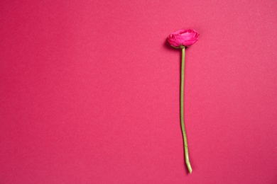 Photo of Beautiful ranunculus flower on color background