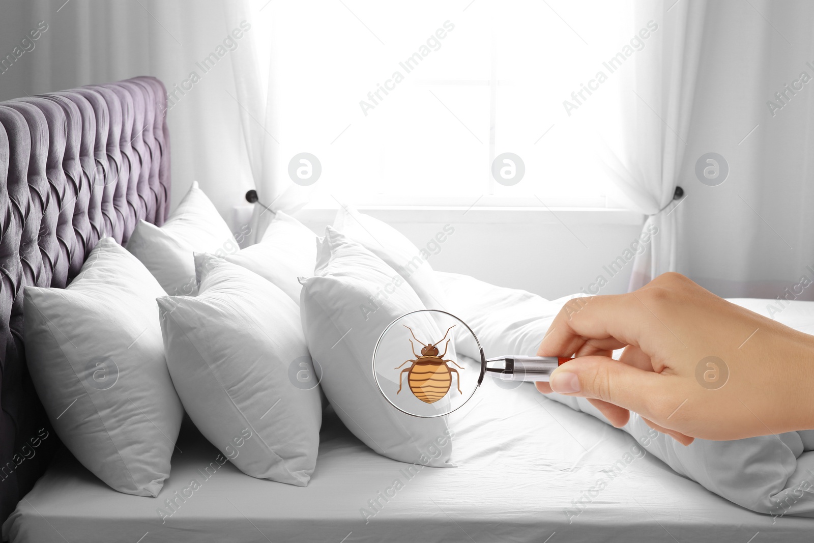 Image of Woman with magnifying glass detecting bed bug, closeup