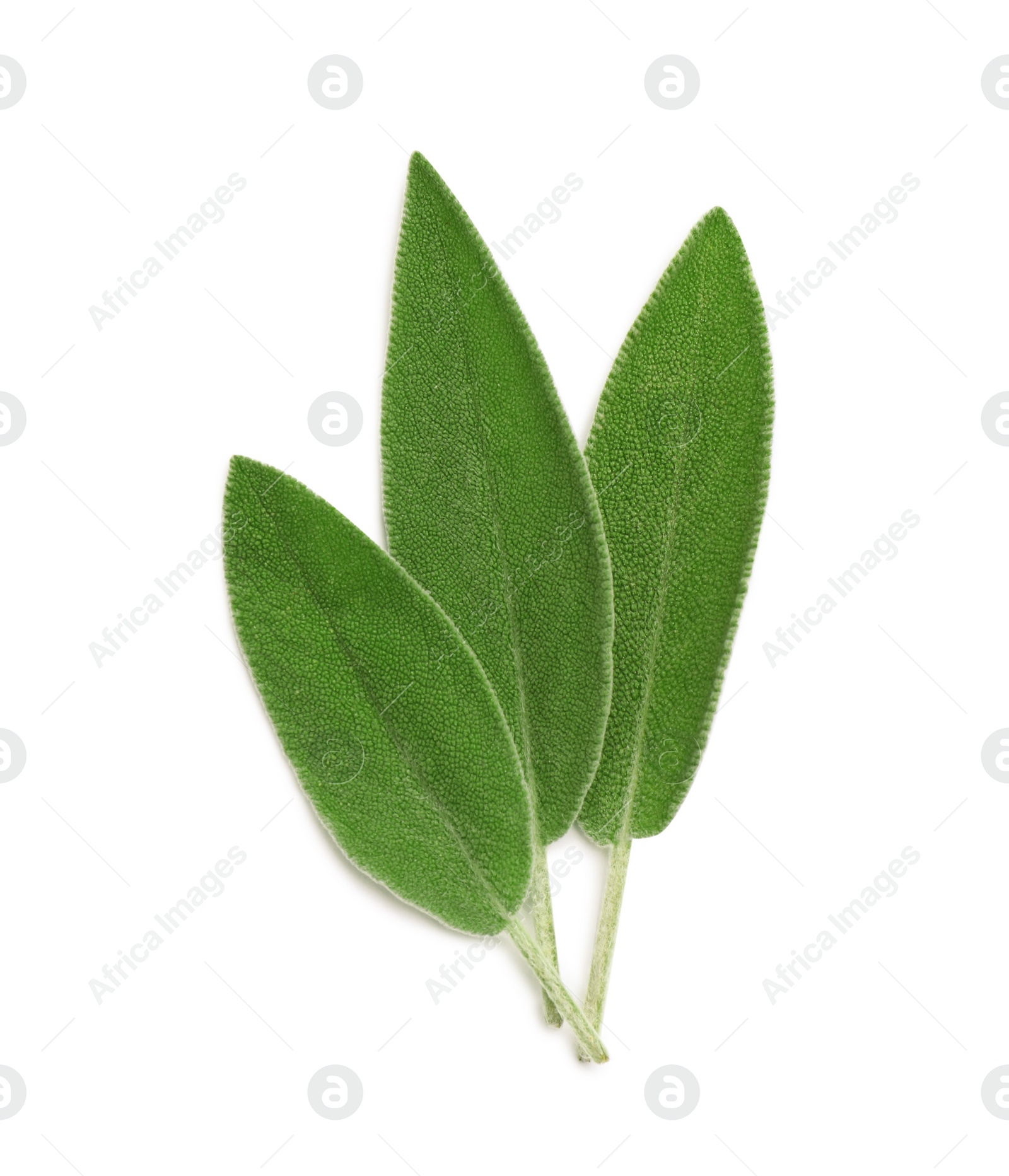 Photo of Fresh green sage leaves isolated on white, top view