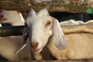 Photo of Cute goats inside of paddock outdoors on sunny day
