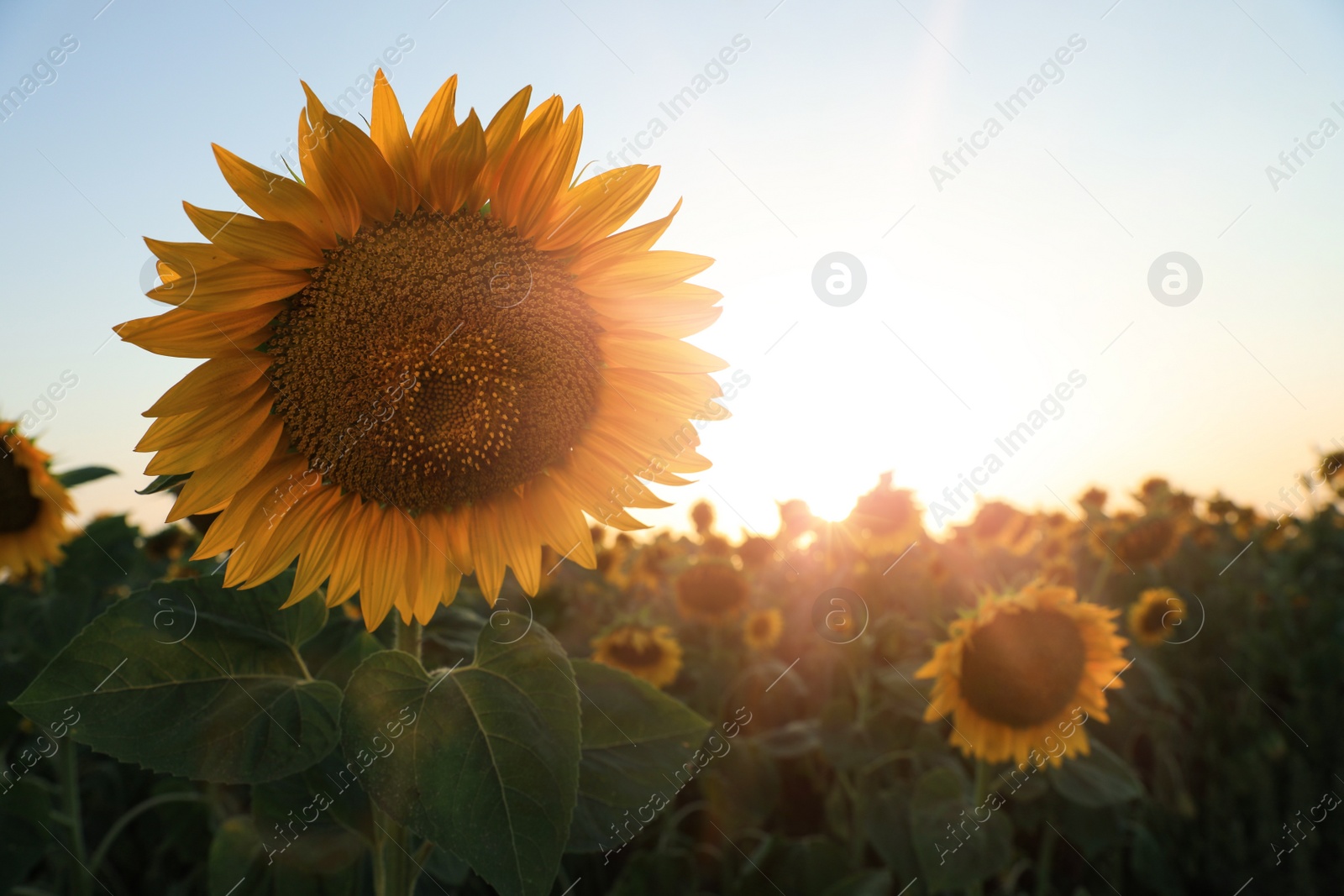 Photo of Sunflower growing in field outdoors, space for text