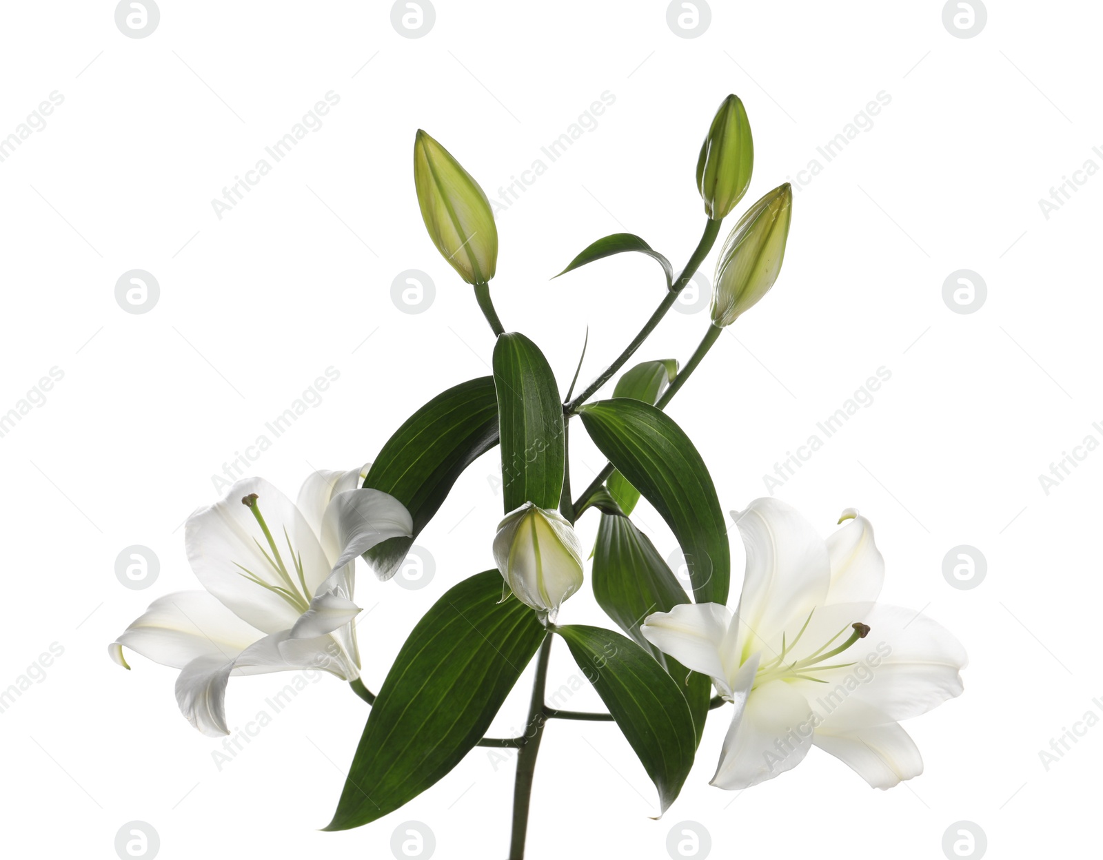 Photo of Beautiful fresh lily plant isolated on white