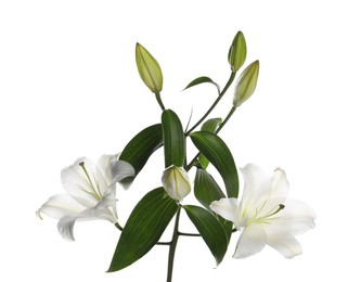 Beautiful fresh lily plant isolated on white