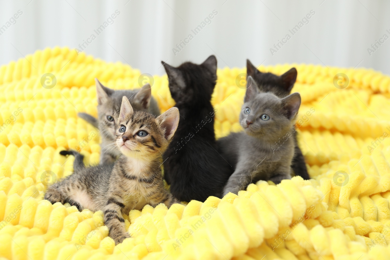 Photo of Cute fluffy kittens on blanket indoors. Baby animals