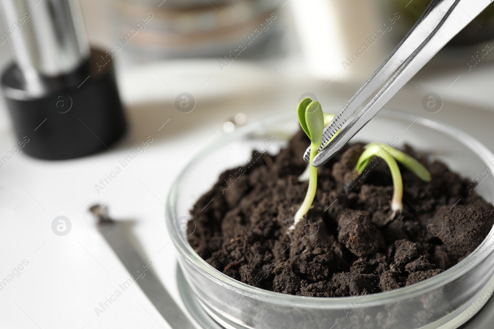 Photo of Examining soil with sprouted seeds in laboratory, closeup. Phytopathological testing of plants